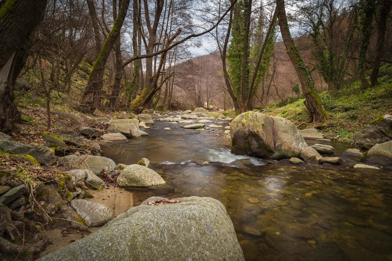Tranquil forest stream flowing over moss-covered rocks with early spring foliage.